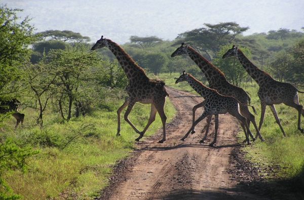 Nuotykių safaris po Rytų Afriką: Kenija - Tanzanija, aplankant garsiausius šių šalių laukinės gamtos nacionalinius parkus ir rezervatus 11d.