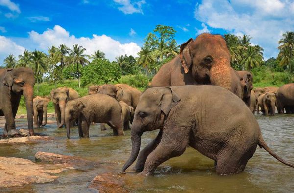Šri Lanka su poilsiu Maldyvuose - du Indijos vandenyno perlai 12d.