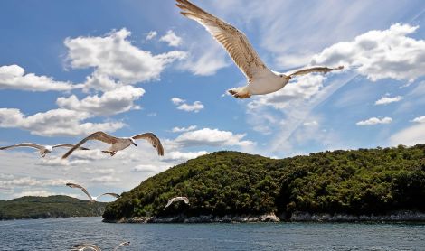Kroatija. Limos kanalas.