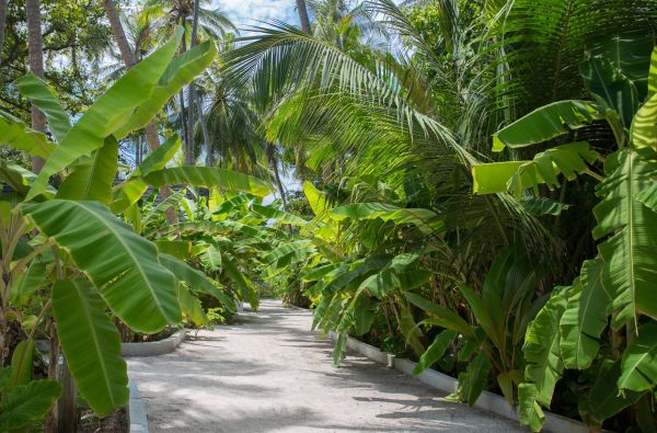 Saulėtos atostogos Maldyvuose! Skrydis, pervežimas ir 7 n. viešbutyje MALAHINI KUDA BANDOS 4* su pusryčiais ir vakarienėmis