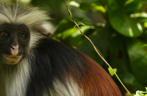 Uganda - Ruanda. Laukinių stebuklų keliais – nuo pasaulio audrų iki primatų sostinės 14d.