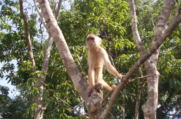 Brazilijos ekspresas – megapolių pulsas ir Eldorado paieškos Amazonės džiunglėse 15d.
