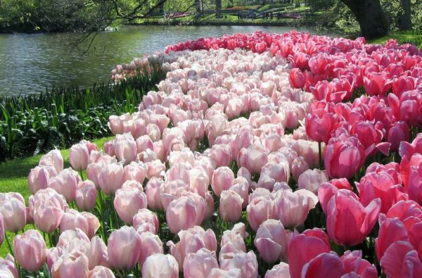 Pavasarinių gėlių žydėjimas Europos soduose 5d.