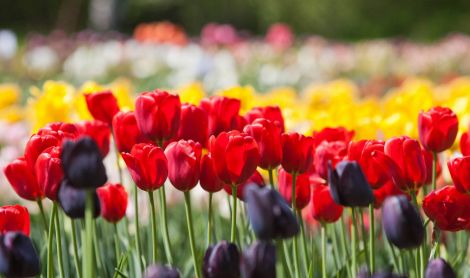 Mažoji Olandija Lietuvoje