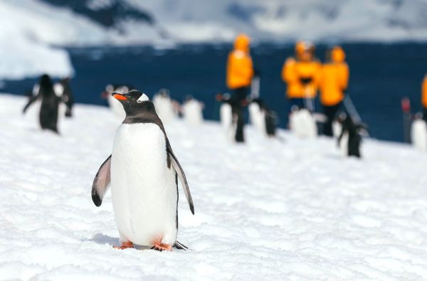 Ekspedicinis Antarktidos kruizas Quark Ultramarine laivu 12d.