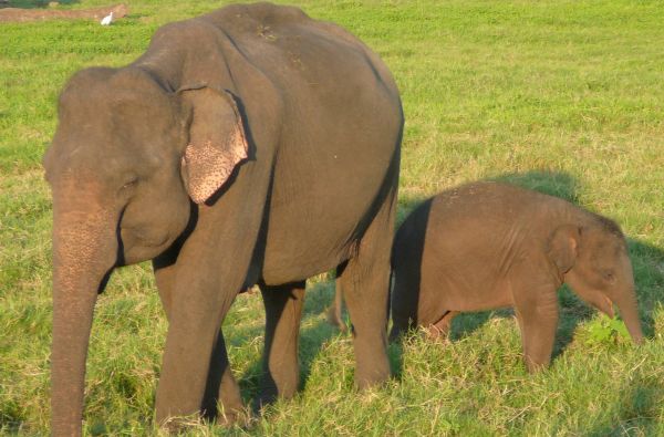 Šri Lanka – Indijos vandenyno perlas, dieviškasis Edeno sodas su poilsiu kurorte prie Indijos vandenyno 13d.
