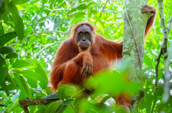 Didysis GRŪDOS turas po 8 Indonezijos salas