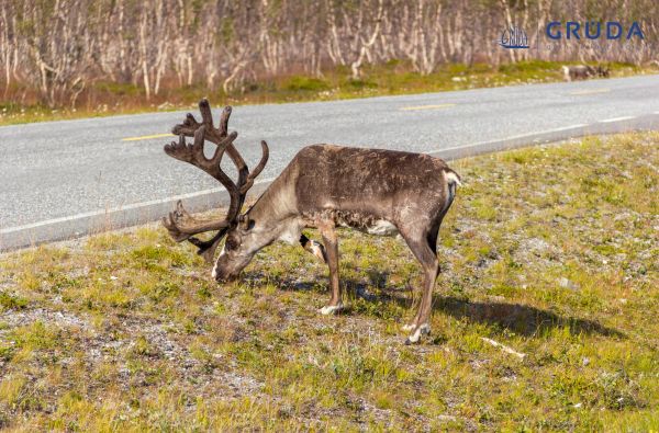 Lofotenų salų magija 13d.