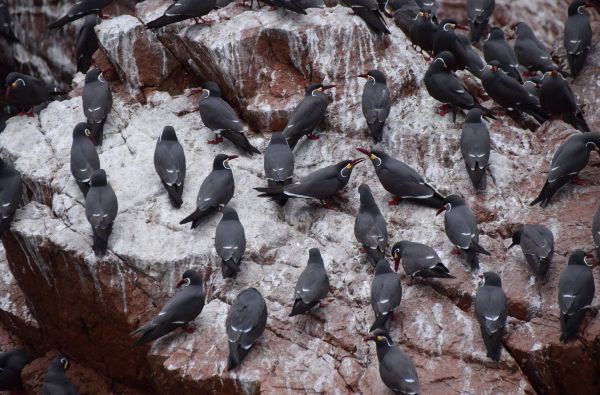 Klasikinė Peru: inkų paslaptys ir Andų didybė, aplankant Vaivorykštinius kalnus ir Amazonės baseino džiungles 14d. (17d.)