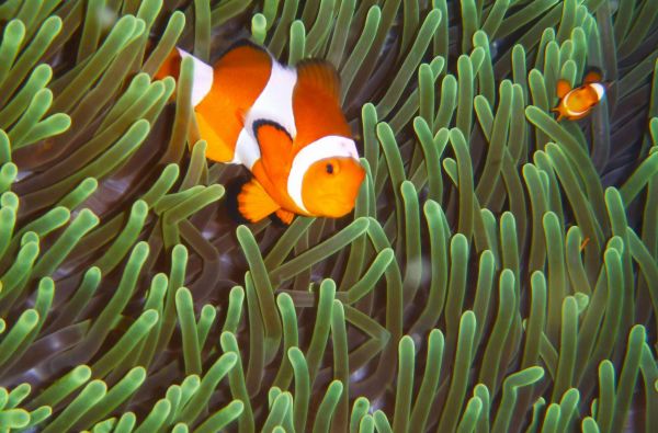 Filipinai – gražiausios salos ir  paplūdimiai. Poilsis ir pramogos Panglao saloje ir El Nido kurorte. Bene plačiausia pažintinė programa 14d.