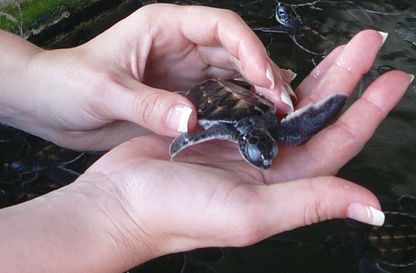 Šri Lanka – Indijos vandenyno perlas, dieviškasis Edeno sodas su poilsiu kurorte prie Indijos vandenyno 13d.