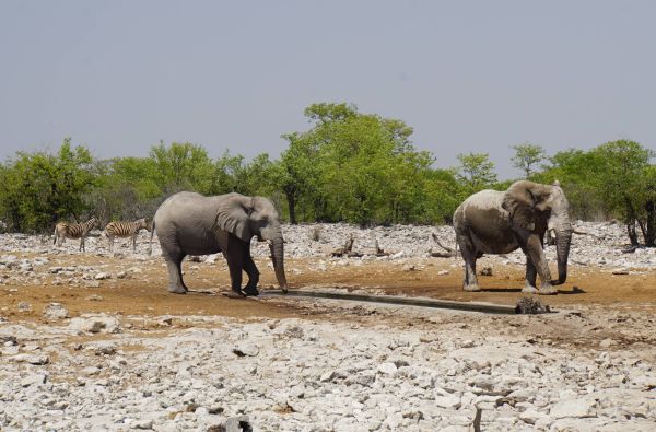 Namibija - „šypsena Afrikos veide“. Laukinės gamtos nuotykių safaris 13d.