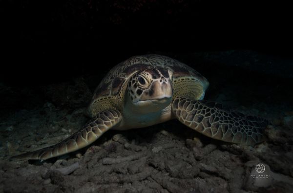 Saulėtos atostogos Maldyvuose! Skrydis, pervežimas ir 7 n. viešbutyje MALAHINI KUDA BANDOS 4* su pusryčiais ir vakarienėmis