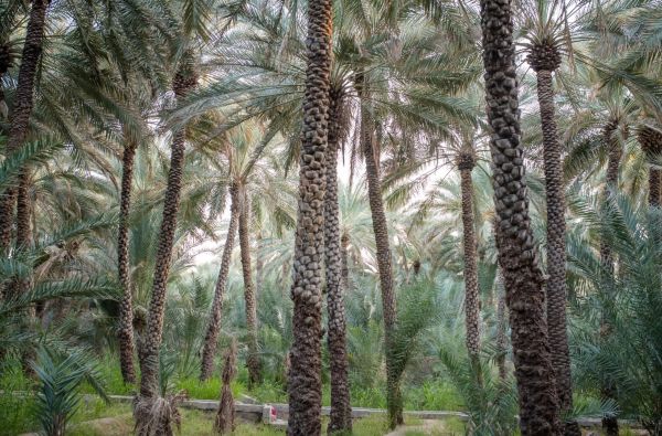 Naujieji metai Omane