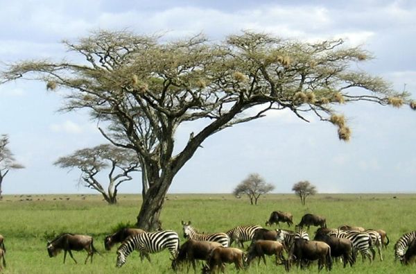 Nuotykių safaris po Rytų Afriką: Kenija - Tanzanija, aplankant garsiausius šių šalių laukinės gamtos nacionalinius parkus ir rezervatus 11d.