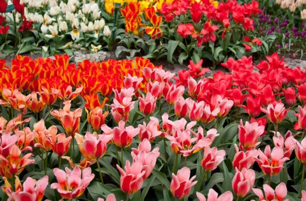 Pavasarinių gėlių žydėjimas Europos soduose 5d.