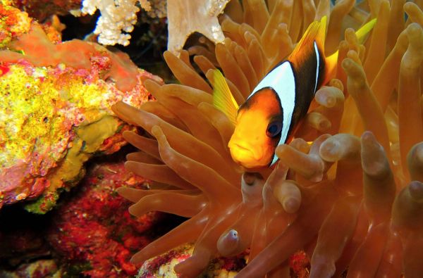 JORDANIJA - spalvos, istorija ir pasaulio stebuklai su poilsiu prie Raudonosios jūros 10d.