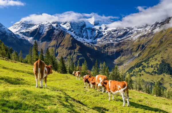 Bavarijos, Austrijos ir Italijos Alpės 7d.