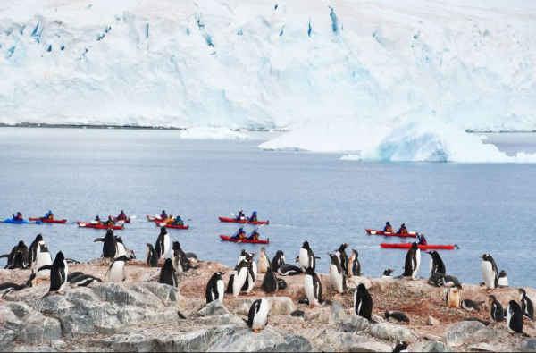 Ekspedicinis Antarktidos kruizas su GRŪDA ir Rytu Šalna Albatros Expeditions kompanijos nauju ir moderniu Ocean Victory laivu 15d. NAUJIENA!
