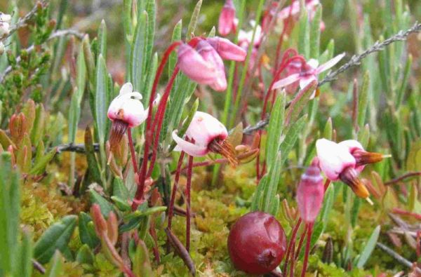 Gamtos ir vandens glėbyje 1d.