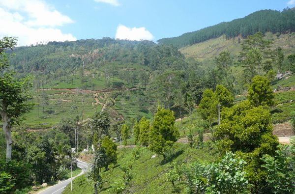 Šri Lanka – Indijos vandenyno perlas, dieviškasis Edeno sodas su poilsiu kurorte prie Indijos vandenyno 13d.