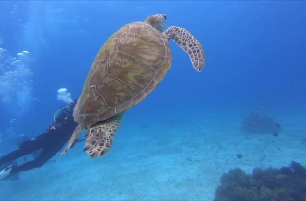 Filipinai – tropikų magija. Poilsis ir pramogos Sabange ir El Nido kurorte. Pramoginė – poilsinė - pažintinė kelionė 13d.