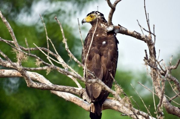 Šri Lanka – Indijos vandenyno perlas, dieviškasis Edeno sodas su poilsiu kurorte prie Indijos vandenyno 13d.