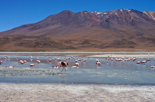Peru - Bolivija, aplankant Ujūnio druskos „sniegynus“, Vaivorykštinius kalnus ir Amazonės baseino džiungles 18d. (21d.)