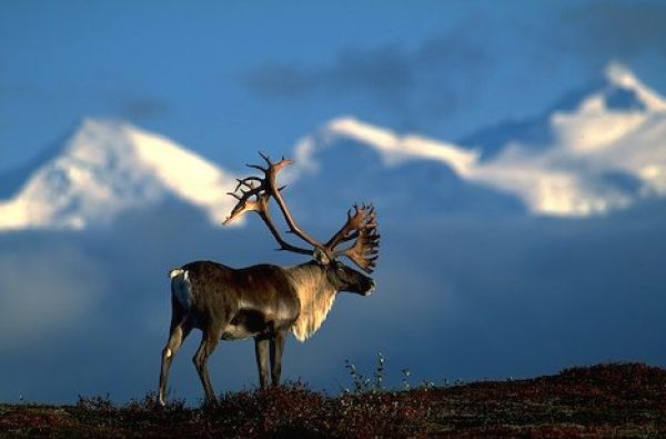 Kanados ir Aliaskos pakrančių kruizas ir turas po Aliaską iki Arkties vandenyno 16d.