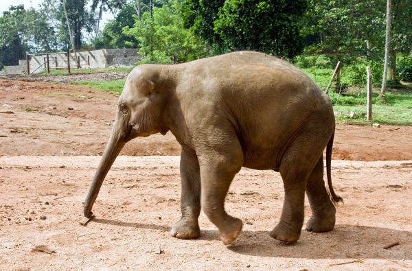 Šri Lanka – Indijos vandenyno perlas, dieviškasis Edeno sodas su poilsiu kurorte prie Indijos vandenyno 13d.