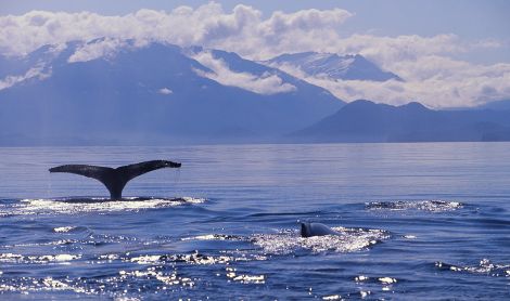 Ekspedicija į Aliaską II su žvejyba Kenai upėje