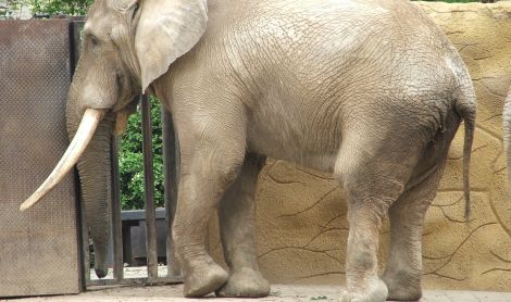 Dvūr Kralovė zoologijos parkas
