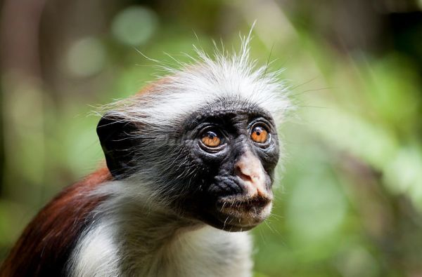 Uganda - Ruanda. Laukinių stebuklų keliais – nuo pasaulio audrų iki primatų sostinės 14d.