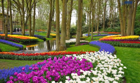 Olandija. Kaukenhofo sodas.