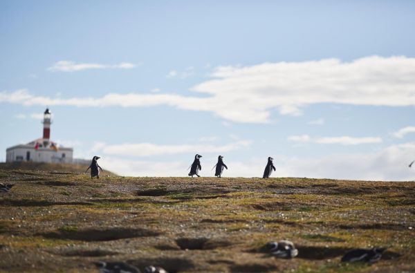 Visa Čilė nuo Atakamos dykumos iki Patagonijos ledynų, aplankant Velykų salą 17d.