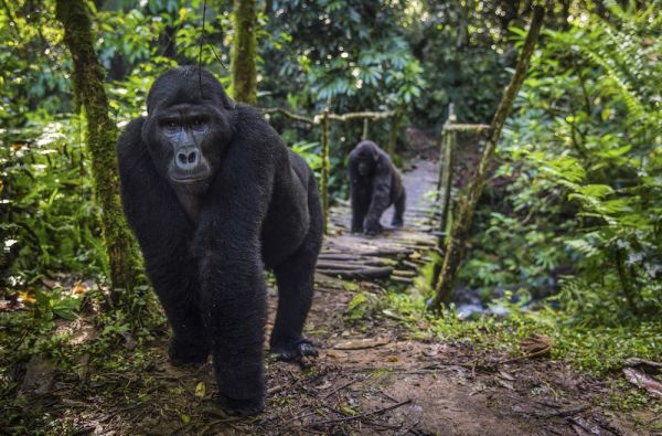 Uganda - Ruanda. Laukinių stebuklų keliais – nuo pasaulio audrų iki primatų sostinės 14d.