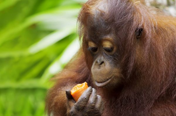 Tikroji Malaizija – Borneo sala.