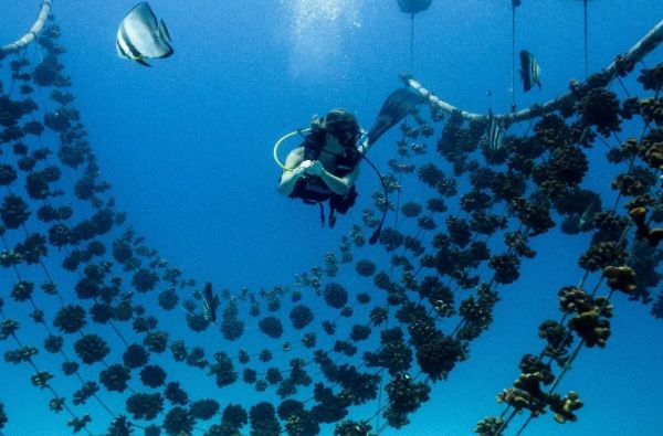 8 dienų dienų Seišelių kruizas