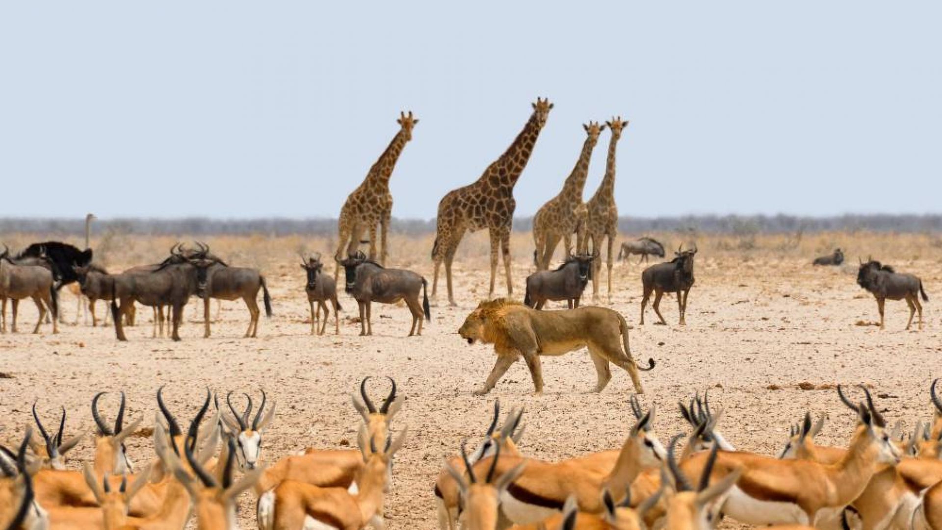 Patyriminė kelionė į juodąją Užsacharės Afriką: laukinių žvėrių safaris Botsvanoje