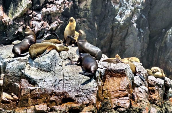 Klasikinė Peru: inkų paslaptys ir Andų didybė, aplankant Vaivorykštinius kalnus ir Amazonės baseino džiungles 14d. (17d.)