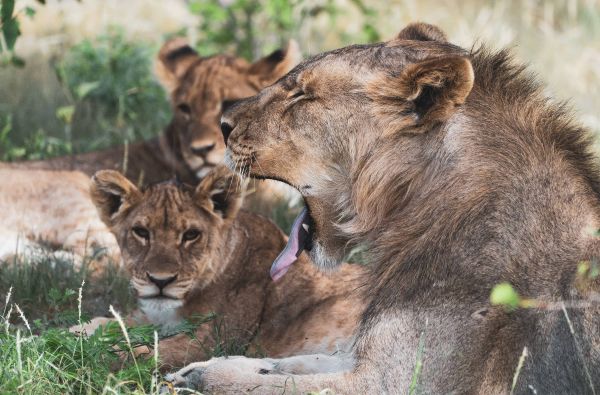 Namibija - „šypsena Afrikos veide“. Laukinės gamtos nuotykių safaris 13d.