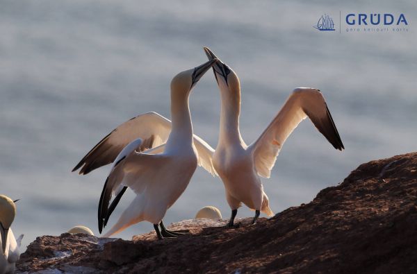 GRŪDA. Vokietija. Hanzos pirklių miestai 5d.