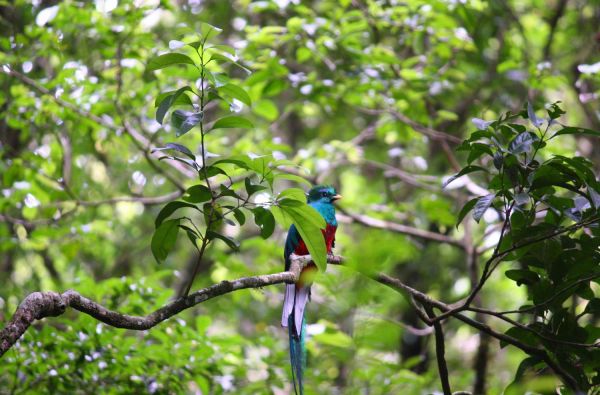 Centrinės Amerikos gamtos ir istorijos vulkanai: Panama, Kosta Rika, Nikaragva 14d.