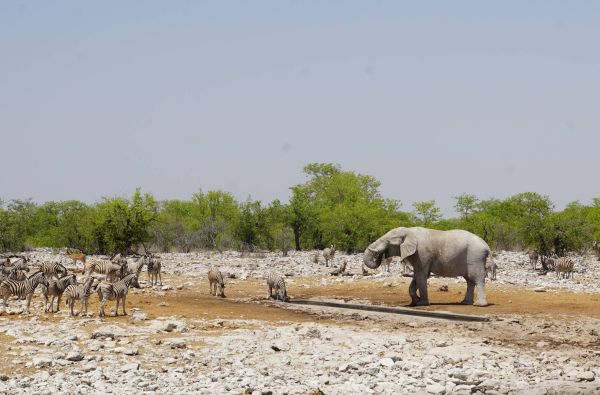 Namibija - Botsvana - Zimbabvė. Patyriminė kelionė ir laukinės gamtos nuotykių  safaris  po Juodąją Užsacharės Afriką 16d.