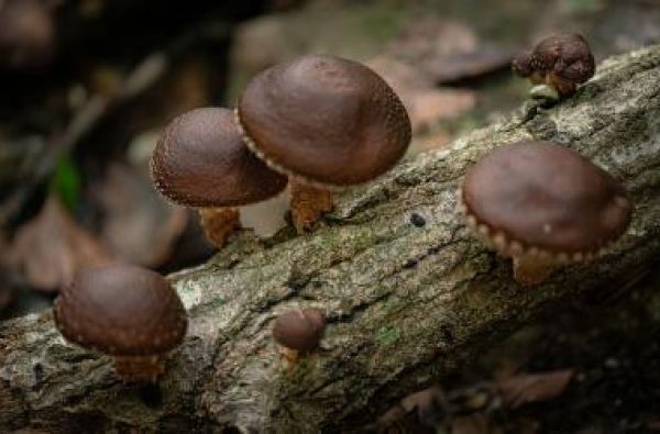 Gurmaniškas savaitgalis Latvijoje 2d.