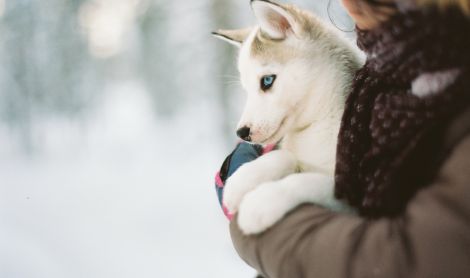 Suomija. Laplandija.