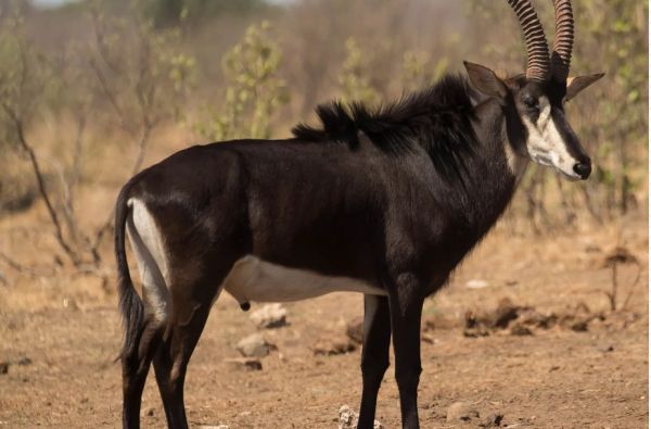 ANGOLA – už turistinių maršrutų ribų: peizažai, gentys ir Atlantas 15d.