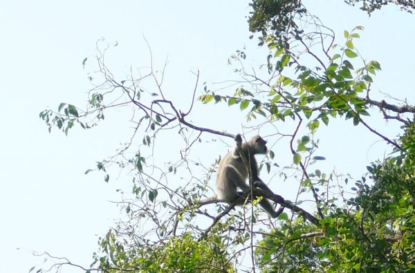 Šri Lanka – Indijos vandenyno perlas, dieviškasis Edeno sodas su poilsiu kurorte prie Indijos vandenyno 13d.