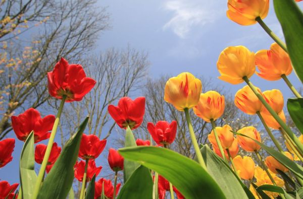 Pavasarinių gėlių žydėjimas Europos soduose 5d.