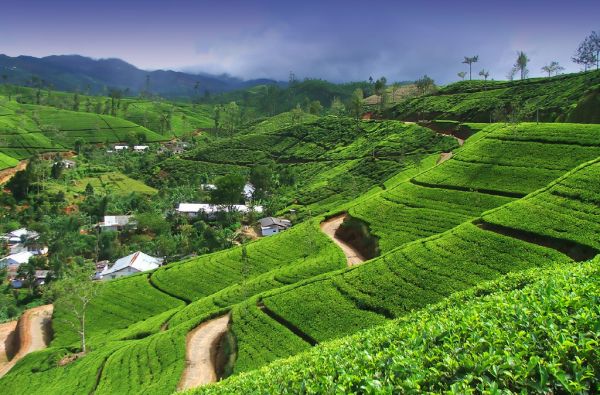 Šri Lanka – Indijos vandenyno perlas, dieviškasis Edeno sodas su poilsiu kurorte prie Indijos vandenyno 13d.